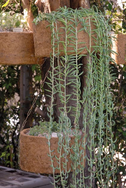 Las plantas colgantes combinan atractivo ornamental y resistencia, ya que prácticamente se sostienen solas
