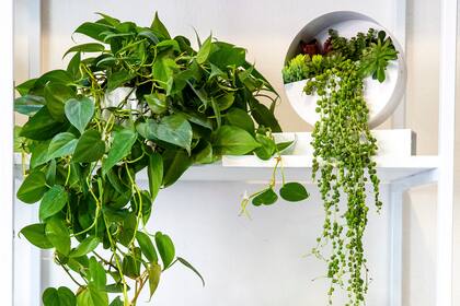 Las plantas colgantes necesitan un sustrato aireado y macetas con buen drenaje para evitar que el agua quede atrapada