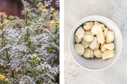 Las plantas con aroma fuerte, como la ruda y el ajo, crean una barrera para mantener a los roedores alejados
