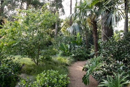 Las plantas con estructura son ideales para flanquear caminos y destacar el recorrido