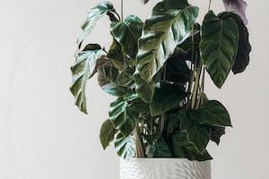 Las plantas con hojas limpias pueden aumentar su capacidad fotosintética hasta en un 40%