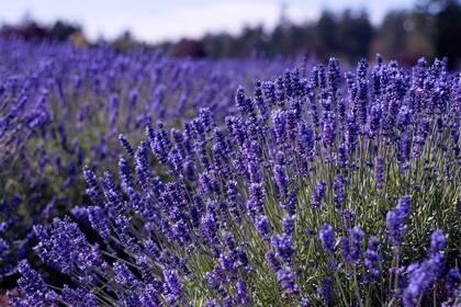 Las plantas crecen silvestres y luego se cosechan a mano