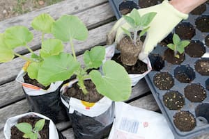 ¿Qué planta deberías tener en tu casa, según tu signo del Zodíaco?