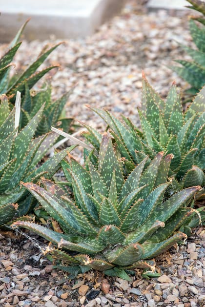 Las plantas de aloe vera son de fácil cuidado y resultan sumamente útiles para calmar pieles irritadas, quemaduras y picaduras