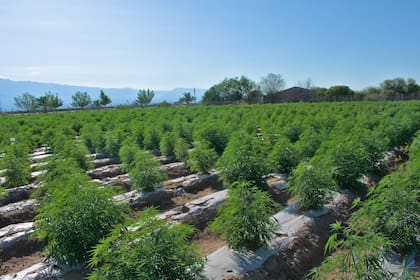 Las plantas de cannabis en tierra tienen mucho mejor rendimiento.