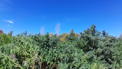 Las plantas de cannabis medían casi 3 metros de alto.