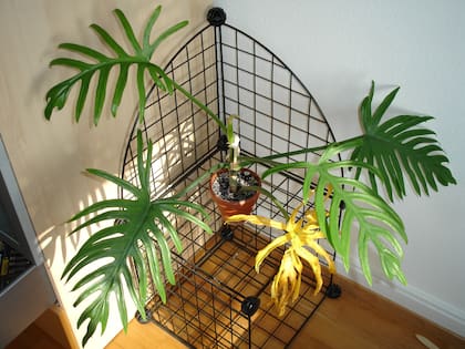 Las plantas de interior como la Philodendron elegans necesitan que la luz solar no les llegue de forma directa