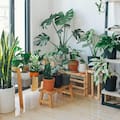 Estas son las 5 mejores plantas para interiores