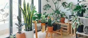 Estas son las 5 mejores plantas para interiores