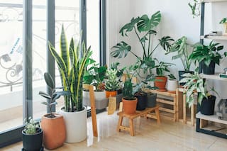 Estas son las 5 mejores plantas para interiores