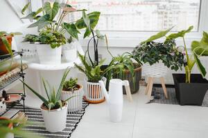 Las plantas de interior generan ambientes acogedores