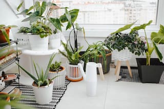 Por qué hay que tener plantas de interior y cuáles son las 4 mejores