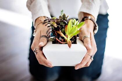 Las plantas de interior no solo agregan frescura y belleza a los hogares, sino que también tienen beneficios para la salud, dado que funcionan como purificadoras de aire y crean ambientes más saludables y relajados