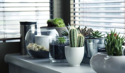 Las plantas de interior no solo agregan frescura y belleza a los hogares, sino que también tienen beneficios para la salud