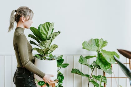 Las plantas de interior, protagonistas de TikTok y de los estilos Pinterest