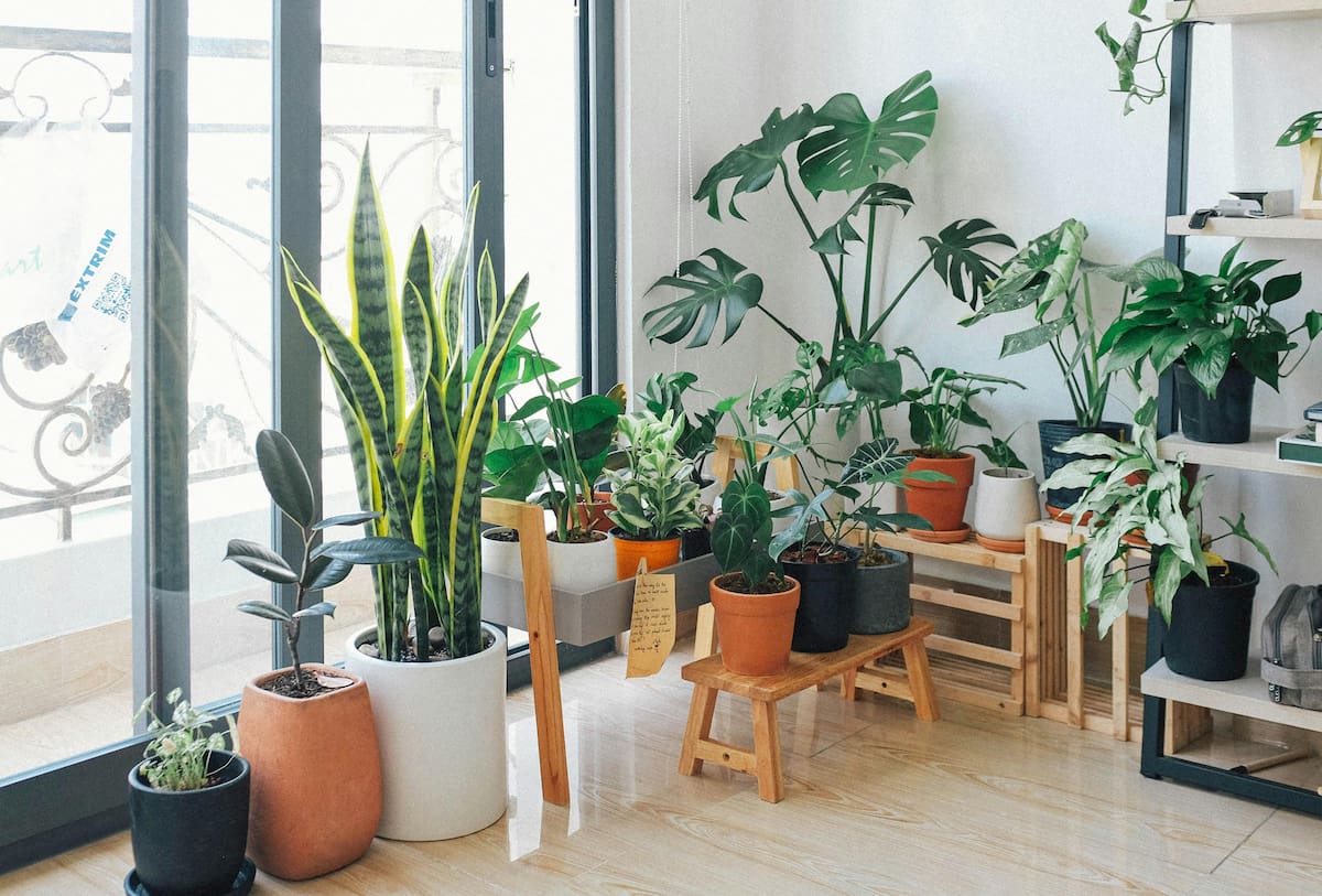 La planta que las cucarachas eligen como “hogar” y puede llenar tu casa de estos insectos