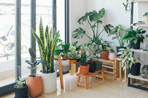 Las plantas de interior pueden servir de "hogar" para las cucarachas (Foto ilustrativa: PEXELS)