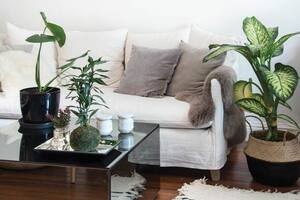 Las plantas de interior pueden verse afectadas por enfermedades no parasitarias. Lo importante es reconocerlas para curarlas pronto.