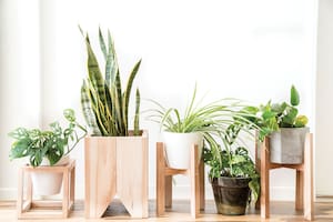 Las plantas de interior requieren de un análisis de las condiciones de cada lugar