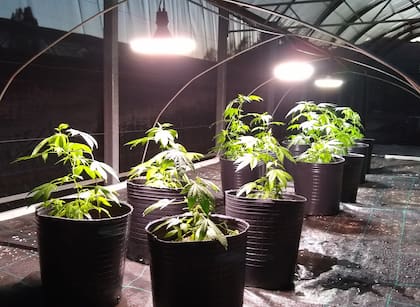 Las plantas de invernadero reciben luz artificial.