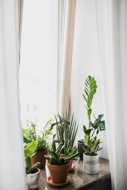Las plantas de invierno requieren de un espacio donde sean provistas de luz solar, al menos de una hora diaria