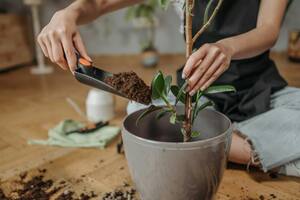 Cada cuánto tiempo hay que abonar las plantas y en qué momento del día es mejor hacerlo