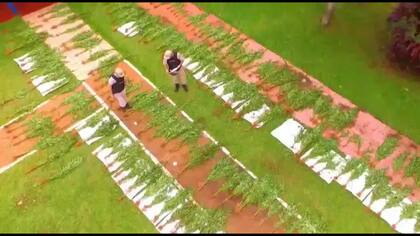 Las plantas de marihuana secuestradas en medio del monte en Puerto Península, Misiones