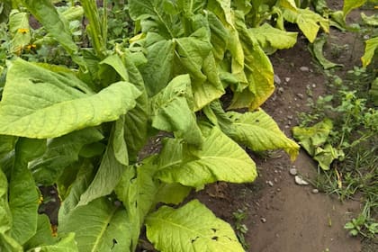 Las plantas de tabaco afectadas por el granizo