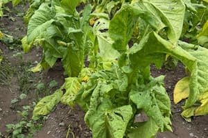 El duro relato de un productor que salvó su vida por poco en una feroz tormenta en Salta