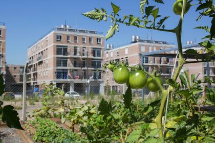 Las plantas de tomate son parte de los cultivos que florecen en la huerta orgánica de la villa Rodrigo Bueno