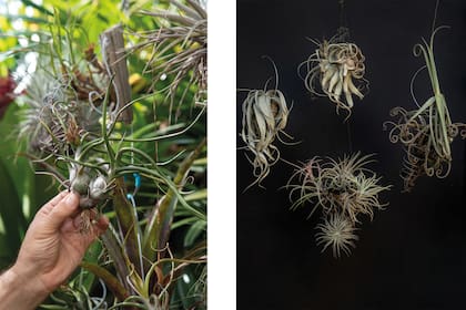 Las plantas elegidas por los dueños del vivero: las tillandsias.