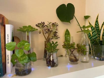 Las plantas en agua son perfectas para decorar los interiores de manera fácil y económica