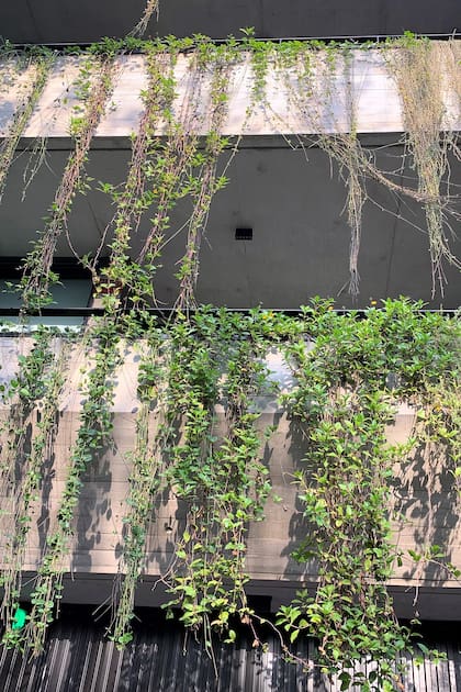 Las plantas en balcones no deberían sobresalir hacia el exterior