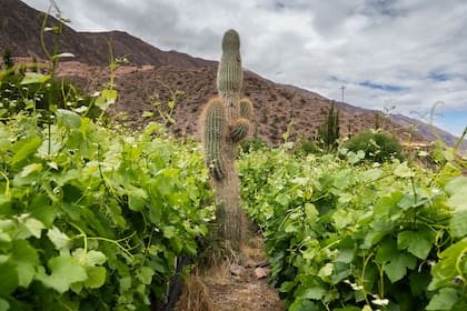 Las plantas están en armonía con el terreno