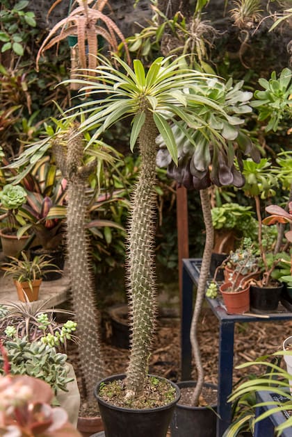 Las plantas exóticas tienen gran protagonismo