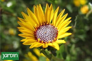 Las plantas nativas aportar color y atraen insectos polinizadores, por lo que convirten cada cantero en un pequeño ecosistema vivo