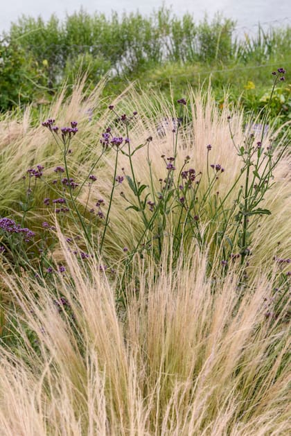Las plantas nativas ganan espacio en los jardines espontáneos