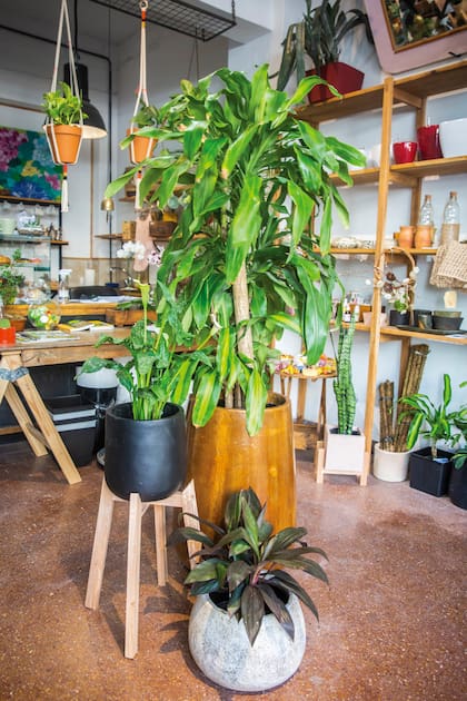 Las plantas necesitan espacio para expandirse, desarrollar su arquitectura natural y mantener una buena circulación de aire