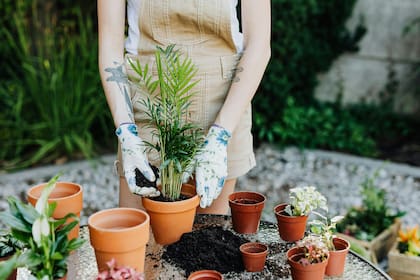 Las plantas no sólo agregan belleza a mi espacio, sino que también contribuyen a un ambiente interior más saludable para todos los habitantes del hogar.