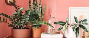 Ni riego ni luz constante: la planta perfecta para principiantes