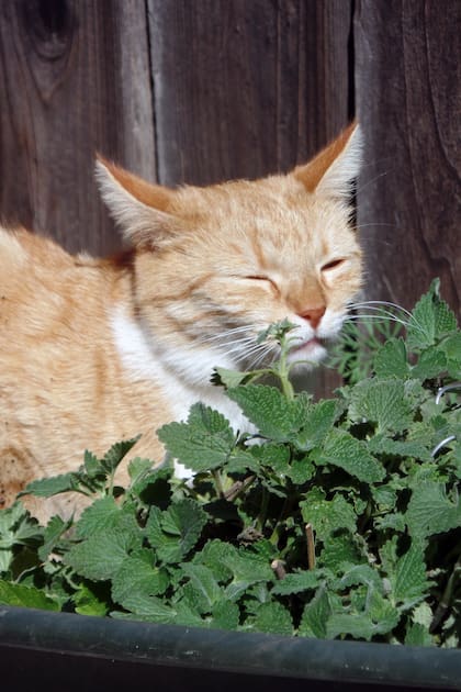 Las plantas pueden ayudar a tratar enfermedades en mascotas