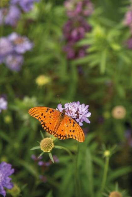Las plantas que cultivan tienen el fin de atraer insectos, aves o mariposas, además de ser ornamentales