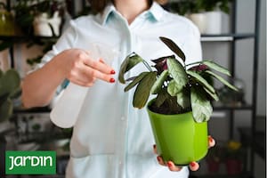 Las plantas que están adentro de tu hogar no se riegan igual en invierno que durante el verano.