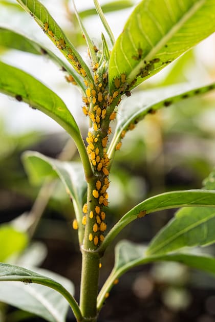 Las plantas que están estresadas por falta de agua, nutrientes, o condiciones adversas son más susceptibles a los pulgones