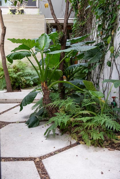 Las plantas que estructuran el espacio tanto como los materiales tradicionales