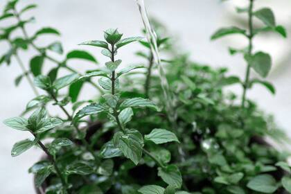 Las plantas que más agua necesitan son las que están recién establecidas