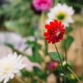 Las cinco plantas que se reproducen solas y llenan el jardín de color casi sin cuidados