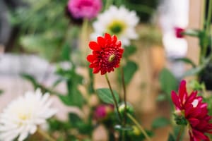 Las cinco plantas que se reproducen solas y llenan el jardín de color casi sin cuidados
