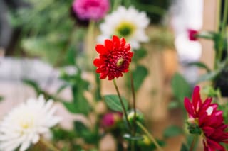 Las cinco plantas que se reproducen solas y llenan el jardín de color casi sin cuidados