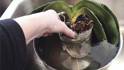 Las plantas requieren atención constante para evitar que se debiliten